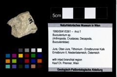 Foto (Objekt + Etikett) von Bucculentum sp.  (NHMW-GEO-1990-0041-0361)